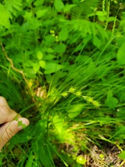 Carex echinodes