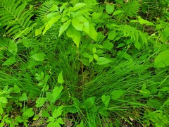 Carex echinodes
