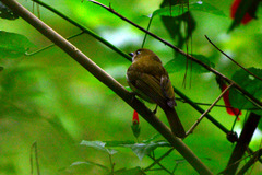 Green-Backed Whistler photo 4