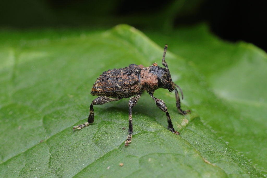 Scleronotus tricarinatus