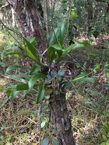 Image of Prosthechea boothiana by (c) Brandon Corder, some rights reserved (CC BY)