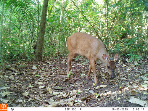 Northern Brown Brocket