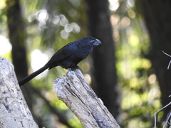Crotophaga sulcirostris