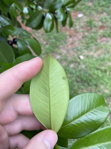 Eugenia brasiliensis