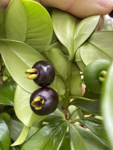 Eugenia brasiliensis