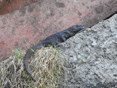 Ctenosaura acanthura