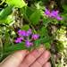 Glandularia megapotamica - Photo (c) Cesar Massi, some rights reserved (CC BY-NC), uploaded by Cesar Massi