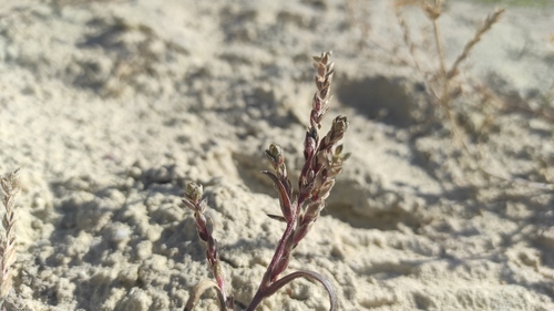 Corispermum hyssopifolium iNat (2)