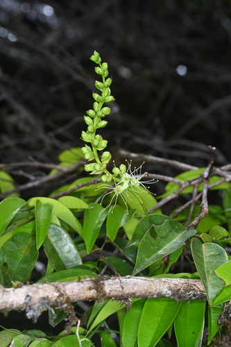 Crudia bracteata