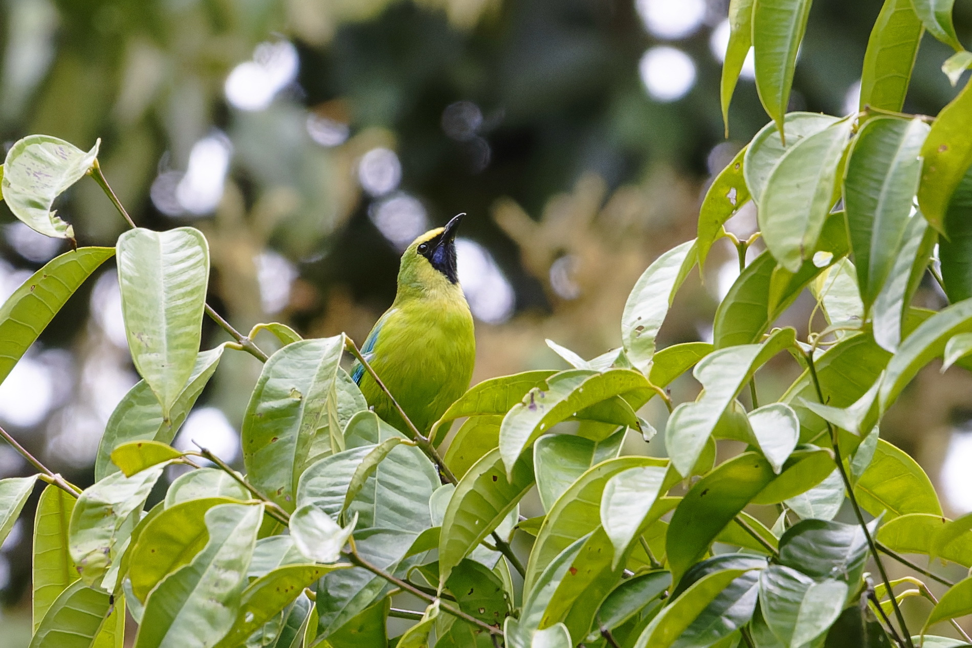 Bornean Leafbird (Chloropsis kinabaluensis), photo 3
