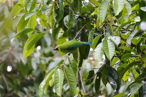 Bornean Leafbird (Chloropsis kinabaluensis), photo 2