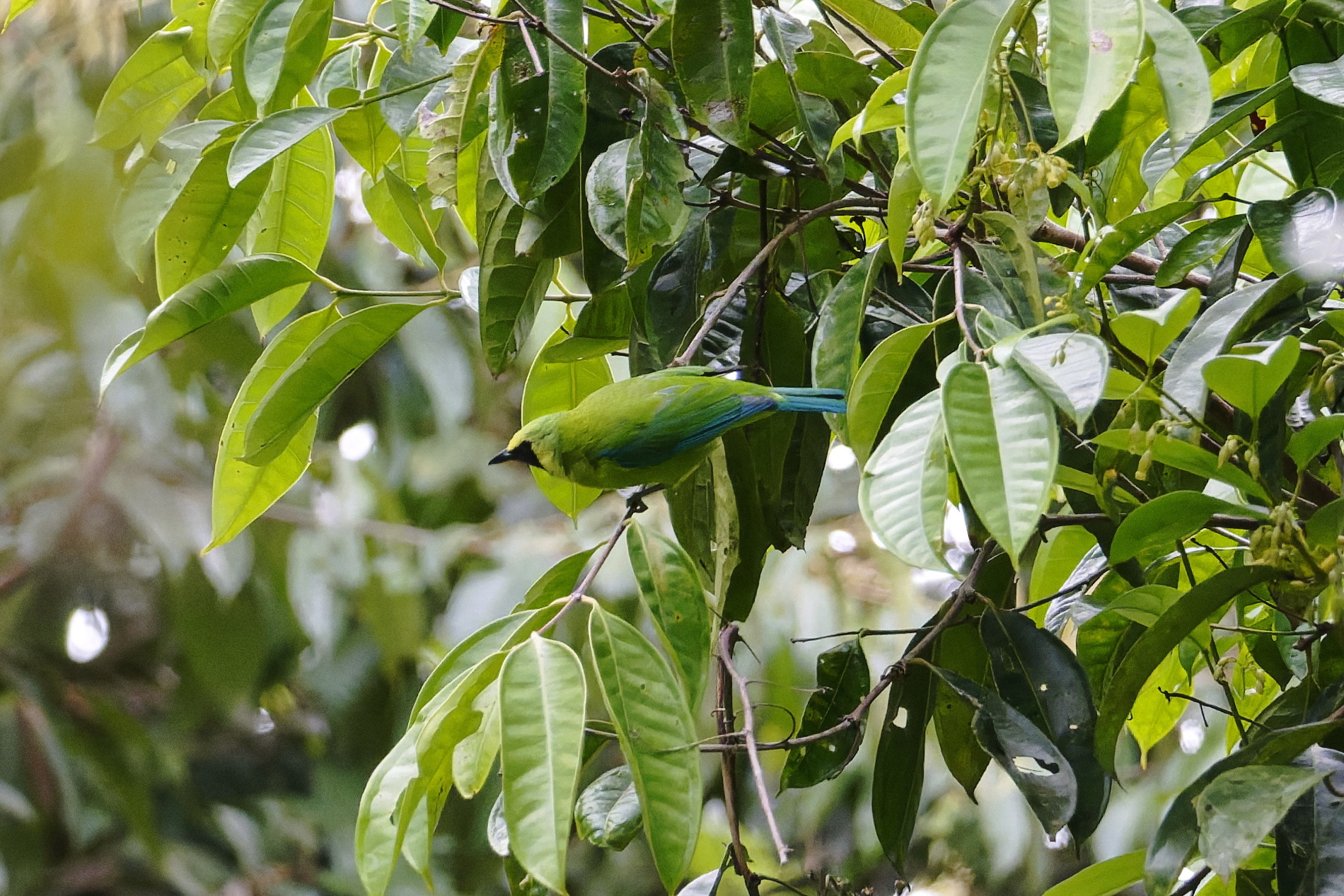 Bornean Leafbird (Chloropsis kinabaluensis), photo 2