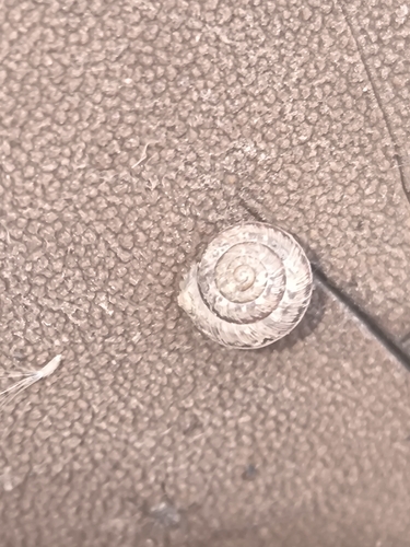 Xeroplexa intersecta