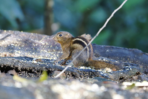 Four-striped Ground Squirrel