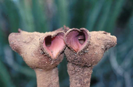 Namaqua Jackalskos (Hydnora triceps)