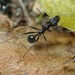 Aphaenogaster spinosa - Photo (c) David Renoult, some rights reserved (CC BY-NC), uploaded by David Renoult