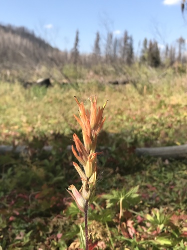 Castilleja gracillima (Castilleja gracillima)