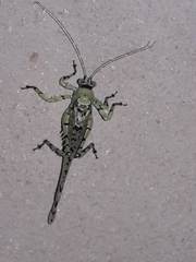 Dissonulichen simplicipes