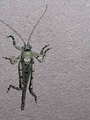 Dissonulichen simplicipes