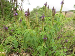 Stachytarpheta acuminata