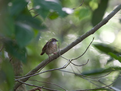 Puvel's Illadopsis photo 2