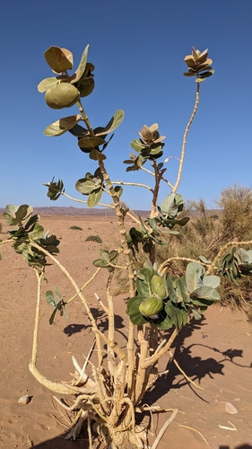 giant milkweed