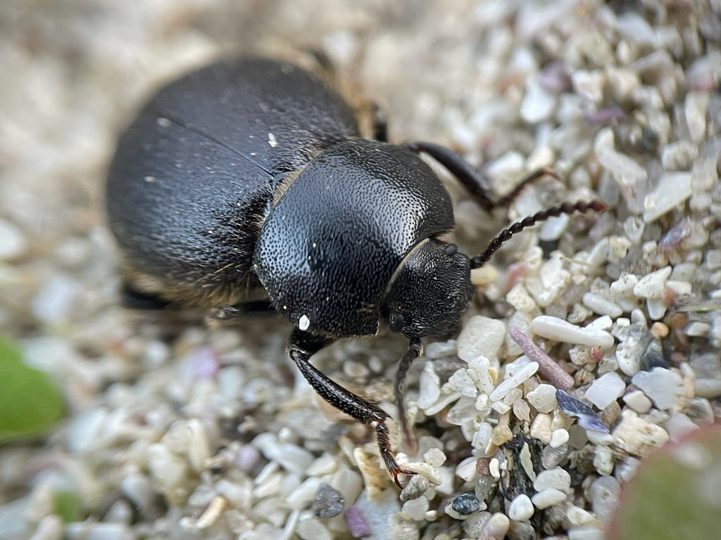 Eleodes subvestita