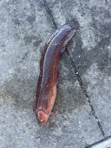 Snaky klipfish (Blennophis anguillaris) — Clinidae