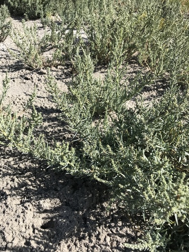 Atriplex gardneri var. utahensis