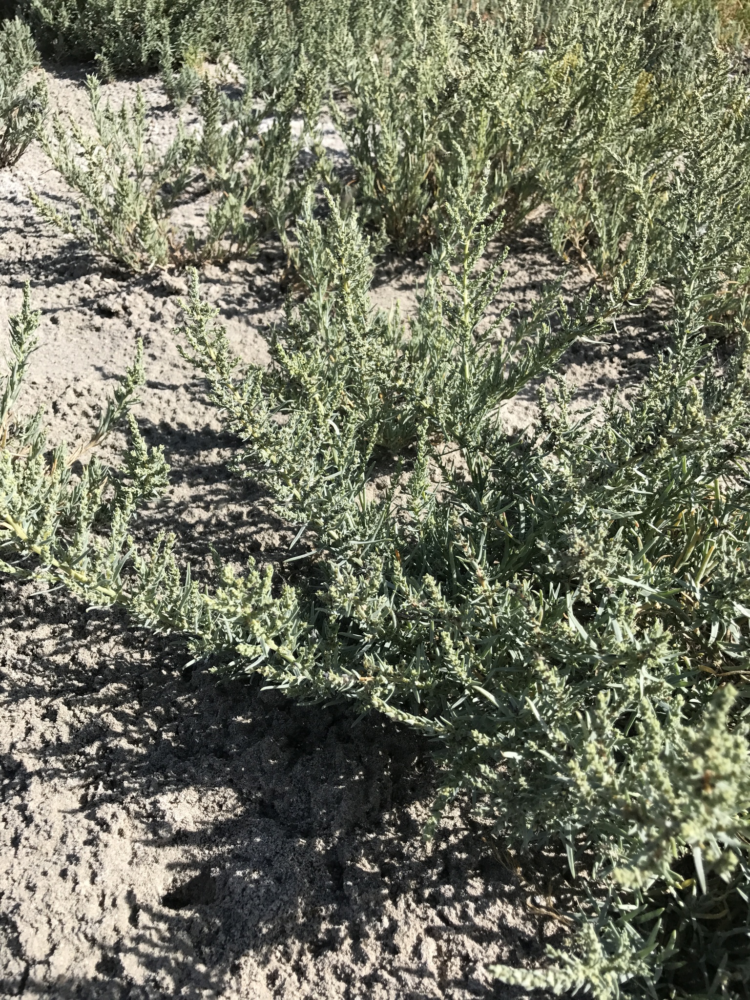 Atriplex gardneri var. utahensis