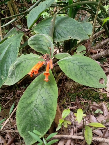 Sinningia calcaria