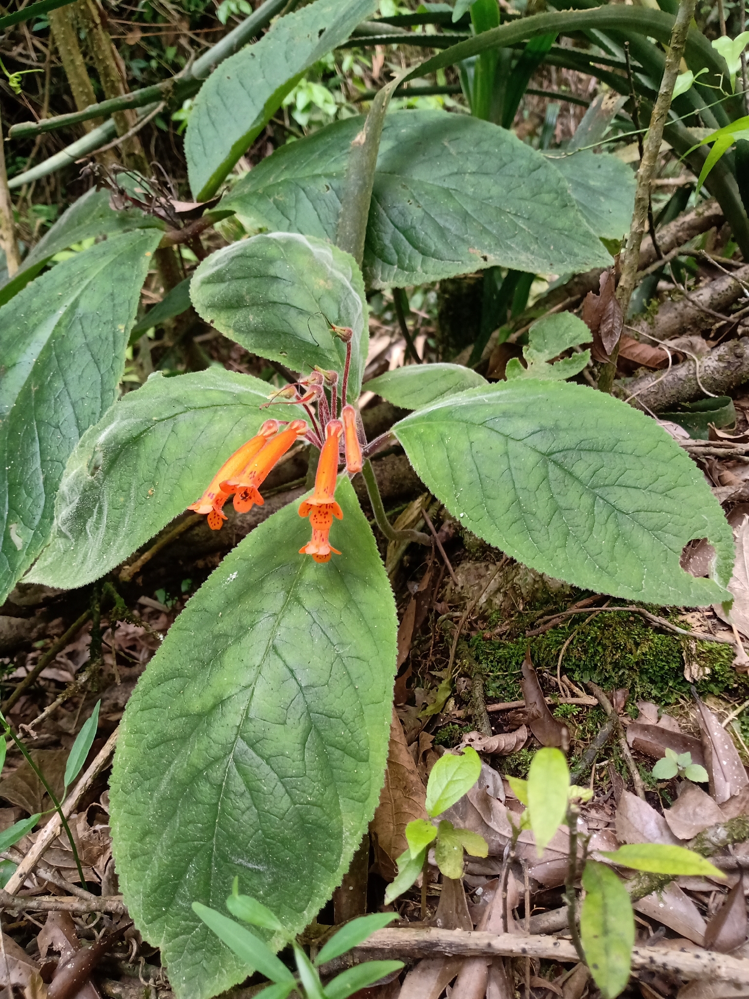 Sinningia calcaria