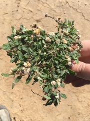 Guilleminea densa