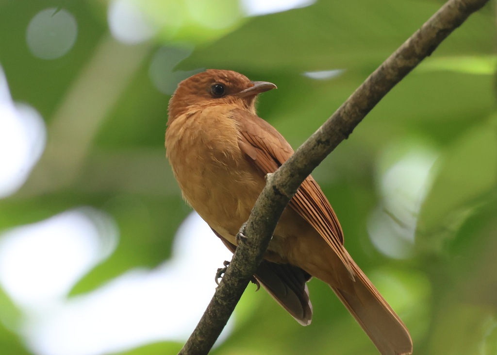 Rufous Piha