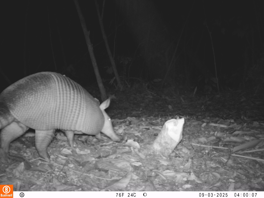 East Amazonian Long-Nosed Armadillo