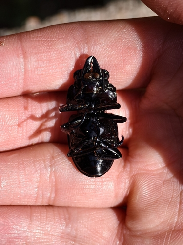Parry's Stag-beetle