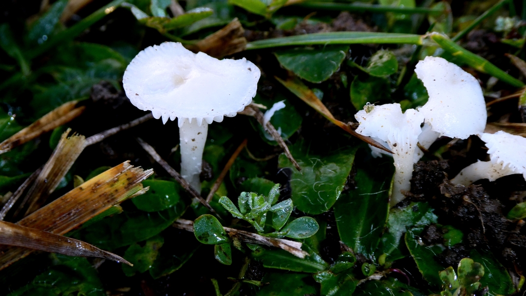 Cuphophyllus virgineus · December 2025 · photo: © patricklm35 (iNaturalist, cc0)