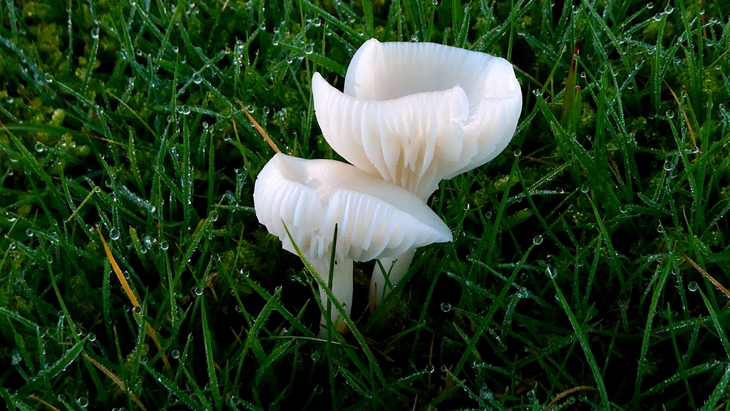 Cuphophyllus virgineus · December 2025 · photo: © patricklm35 (iNaturalist, cc0)