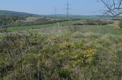 Chamaecytisus ratisbonensis