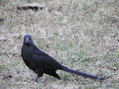 Crotophaga sulcirostris