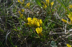 Chamaecytisus ratisbonensis