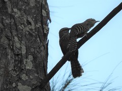 Campylorhynchus zonatus