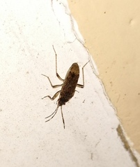 Elasmolomus squalidus