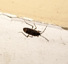 Elasmolomus squalidus