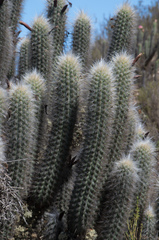 Oreocereus pseudofossulatus