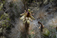Oreocereus pseudofossulatus
