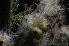 Oreocereus pseudofossulatus
