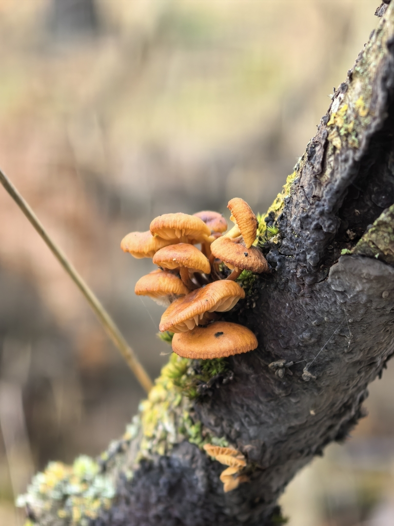 Flammulina · November 2025 · photo: © bogylia (iNaturalist, cc-by)