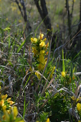 Chamaecytisus ratisbonensis
