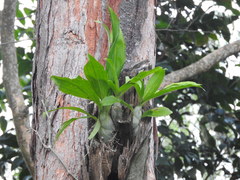 Catasetum